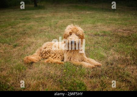 I Goldendoodles sono un adorabile mix tra Golden Retriever e Poodle Foto Stock