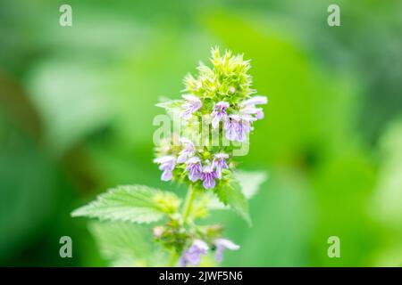 Laminaria purpurea, ortica fiorente su un fondo verde sfocato delle foglie. Estate. Giorno di sole. Foto Stock