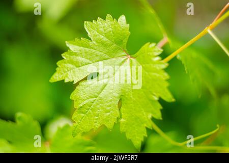 Giovani e succose foglie di uva singola su fondo verde sfocato. Sfondo Foto Stock