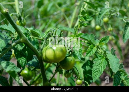 Pomodori verdi giovani immature su un cespuglio in campo. Agricoltura e agronomia. Foto Stock