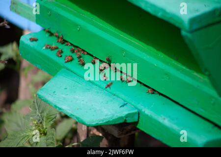 Primo piano delle api vicino all'alveare. Lavorare con le api nell'apiario. Foto Stock