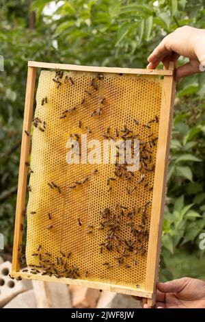 Nido d'ape con api e miele nelle mani di un apicoltore. Panoramica della raccolta di miele sul quadro dei nidi d'ape. Foto Stock