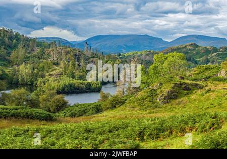 Tarn Hows dall'alto nel Parco Nazionale del Distretto del Lago Cumbria Foto Stock