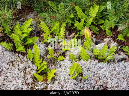 Letto di lichen di renna, felci polypody comuni, foglie di mayflower Canada e rami di pino bianco sull'isola nella regione di 30.000 isole del Georgian Foto Stock