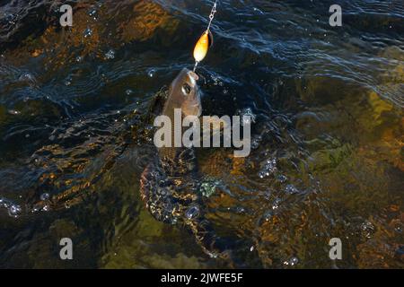 Grayling catturato e agganciato dal fiume Artico con l'esca spinner da pescatore in Lapponia in Svezia a Kiruna nell'agosto 2021. Foto Stock