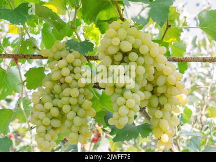 Le uve mature crescono su cespugli. Mazzo di uve prima della vendemmia. Foto Stock