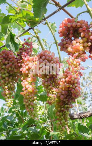 Le uve mature crescono su cespugli. Mazzo di uve prima della vendemmia. Foto Stock