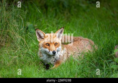 Volpe rossa che giace sull'erba verde e guarda con curiosità Foto Stock