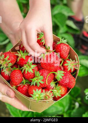 Raccogliere le fragole a casa. Le mani di una donna anziana tengono una scatola di fragole fatte in casa, una mano di un bambino prende le fragole dalla scatola. Foto Stock