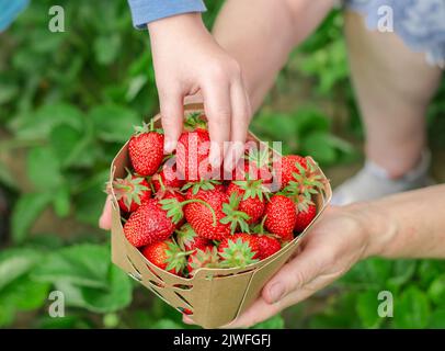 Raccogliere le fragole a casa. Le mani di una donna anziana tengono una scatola di fragole fatte in casa, una mano di un bambino prende le fragole dalla scatola. Foto Stock