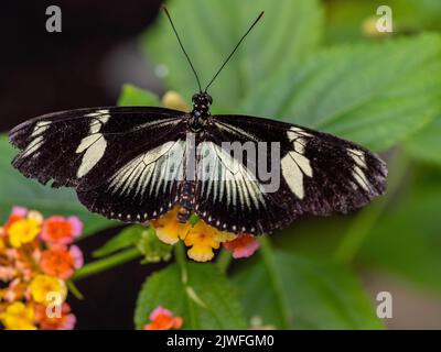 Un poco profondo fuoco di farfalla Heliconius doris su fiore con foglia verde in giardino tropicale Foto Stock