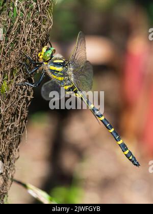 Libellula ad anello d'oro, Cordulegaster boltonii, a riposo in un giardino britannico Foto Stock