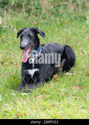 18 settimana di sesso maschile deerhound x levriero nero e grigio lurcher cucciolo riposante in un campo erboso Foto Stock