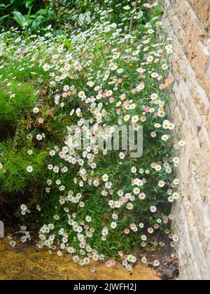 Piccolo bianco sbiadendo a fiori rosa margherite del fleabane messicano, hardy, a lunga fioritura, Erigeron karviskianus Foto Stock