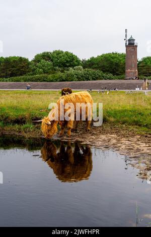 Un colpo verticale di una mucca di altopiano vicino allo stagno con erba verde e un faro sullo sfondo Foto Stock