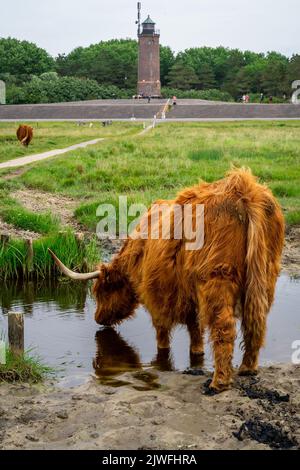 Un colpo verticale di una mucca alta acqua potabile dal laghetto con erba verde e un faro sullo sfondo Foto Stock