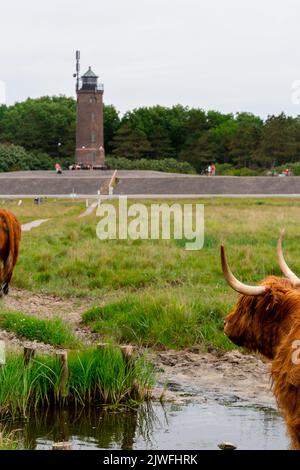 Un colpo verticale di una mucca di altopiano vicino allo stagno circondato da erba verde e un faro sullo sfondo Foto Stock