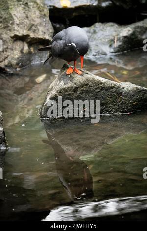 Un colpo verticale di un tipico uccello terna nero arroccato su una roccia in un fiume Foto Stock