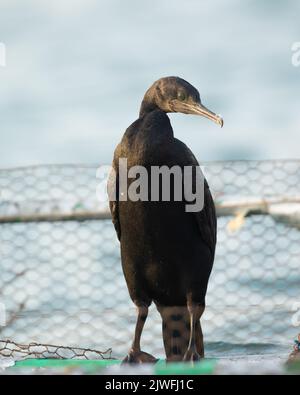 Il cormorano di Socotra arroccato su una rete di pesci, il lungofiume di Busaiteen, Bahrain Foto Stock