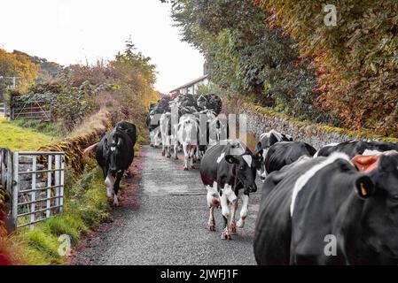 Read, Burnley, Lancashire, Regno Unito. 5th Set, 2022. Mucche da latte, in una bella mattinata autunnale, che si avvicinano al campo dopo la mungitura nei pressi di Read, Burnley, Lancashire. Credit: John Eveson/Alamy Live News Foto Stock