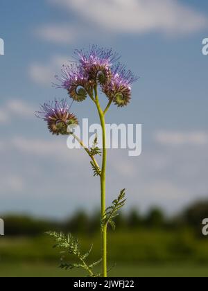 Tansy phacelia fiorisce ai margini del campo. Foto Stock
