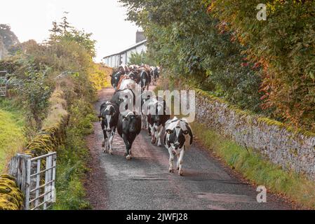 Read, Burnley, Lancashire, Regno Unito. 5th Set, 2022. Mucche da latte, in una bella mattinata autunnale, che si avvicinano al campo dopo la mungitura nei pressi di Read, Burnley, Lancashire. Credit: John Eveson/Alamy Live News Foto Stock