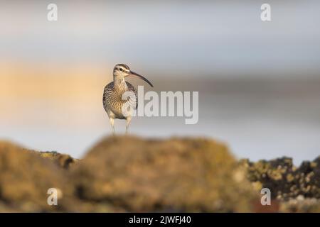 Whimbrel eurasiatico sulle rive di Eker, Bahrain Foto Stock