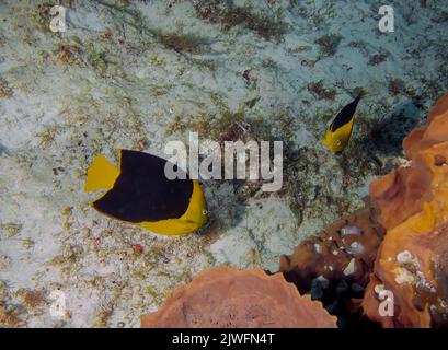 Una bellezza di roccia (Holacanthus tricolore) a Cozumel, Messico Foto Stock