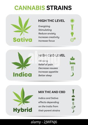 Cannabis indica e sativa specie di ceppi di informazioni guida grafica Illustrazione Vettoriale