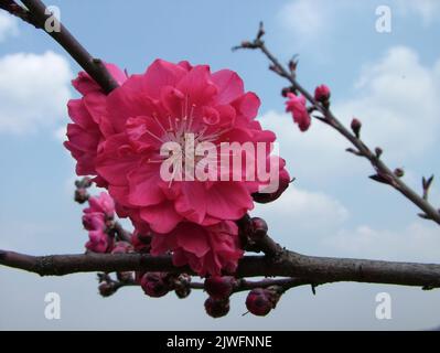 Un primo piano di un pesco con bellissimi fiori rosa contro un cielo nuvoloso blu Foto Stock
