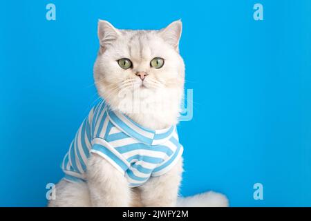un carino gatto bianco in abiti a righe si siede su uno sfondo blu Foto Stock