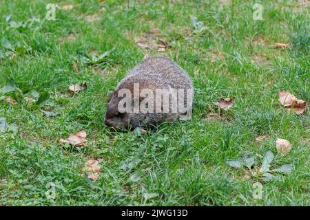 un mandrino di legno o un riccio di terra che fora in un campo di erba in un giorno di fine estate, con una profondità di campo bassa. Foto Stock