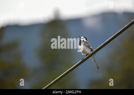 Vagone bianco (Motacilla alba) arroccato su un filo in Baviera Foto Stock