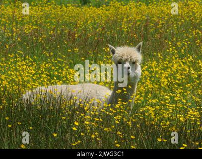 LONTANO DALLE NEVI GELIDE DELLE ANDE, UN ALPACA SI RILASSA AL SOLE DI GIUGNO IN UN CAMPO DI COPPE A MINSTEAD NELLA NUOVA FORESTA , HAMPSHIRE,2013 PIC MIKE WALKER, MIKE WALKER IMMAGINI Foto Stock