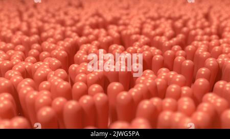 Villi intestinali. Intestino umano. illustrazione 3d. Foto Stock