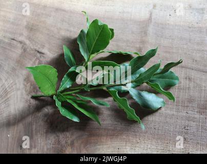 Fresh Cut Bay Laurel rami su uno sfondo di legno Foto Stock