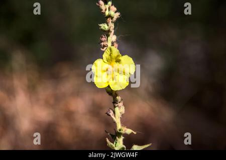 Mullein sul suo stelo visto da vicino Foto Stock