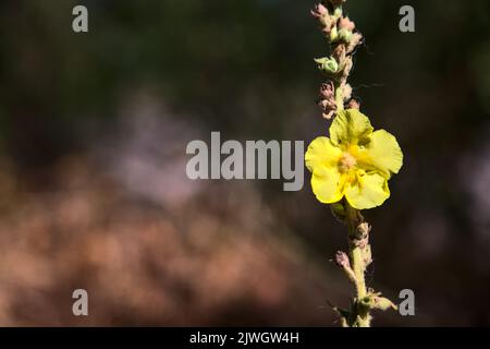 Mullein sul suo stelo visto da vicino Foto Stock