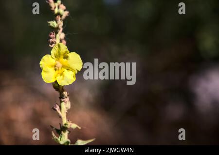 Mullein sul suo stelo visto da vicino Foto Stock