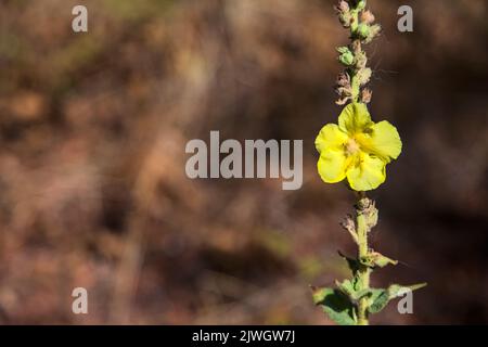 Mullein sul suo stelo visto da vicino Foto Stock