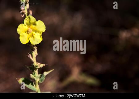 Mullein sul suo stelo visto da vicino Foto Stock