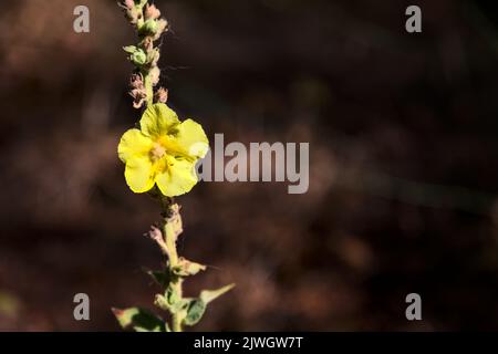 Mullein sul suo stelo visto da vicino Foto Stock