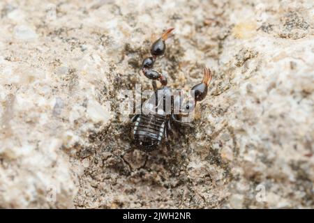 Chernetid Pseudoscorpion (Chernetidae) Foto Stock