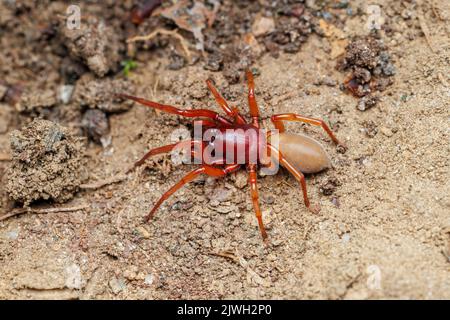 Cacciatore di piume (Dydera crcata) Foto Stock