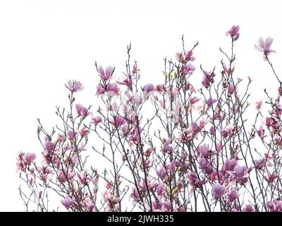 fiori rosa di albero di magnolia su sfondo bianco all'aperto Foto Stock