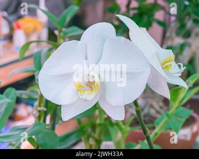 vista ravvicinata di un fiore di orchidea bianca e gialla all'interno di una serra Foto Stock