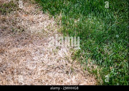 Distinzione visibile tra prato sano e erba bruciata chimica. Foto Stock