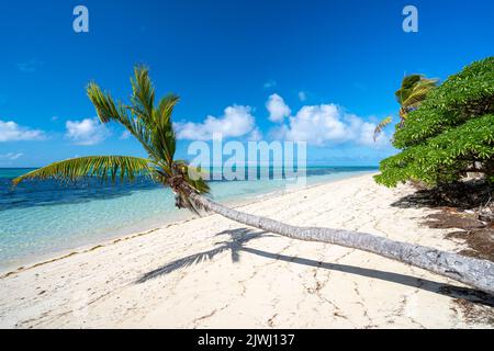 Palme che fiancheggiano la spiaggia di sabbia tropicale. Nanuya Lai Lai Island, Yasawa Group, Figi Foto Stock