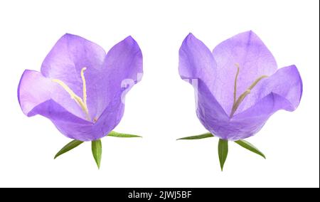 Fiore di campanella foglia di pesca isolato su bianco. Foto Stock