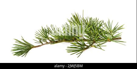 Cedrus deodara ramo isolato su sfondo bianco Foto Stock